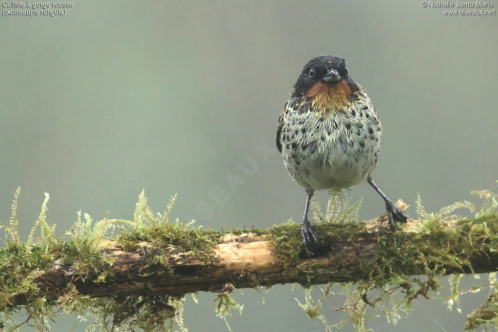 Rufous-throated Tanageradult, identification