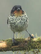 Rufous-throated Tanager