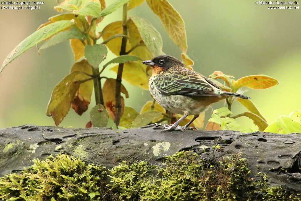 Rufous-throated Tanageradult, identification