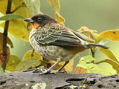 Rufous-throated Tanager