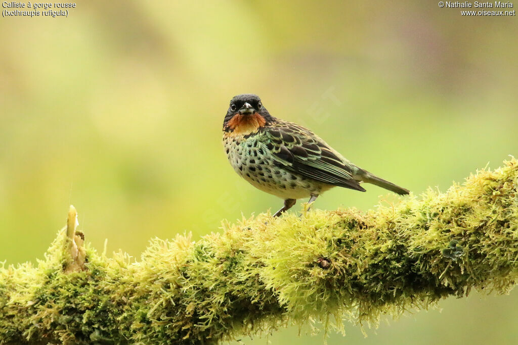 Rufous-throated Tanageradult, identification