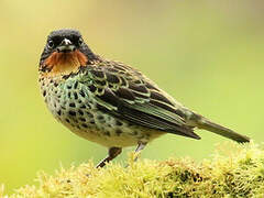 Rufous-throated Tanager