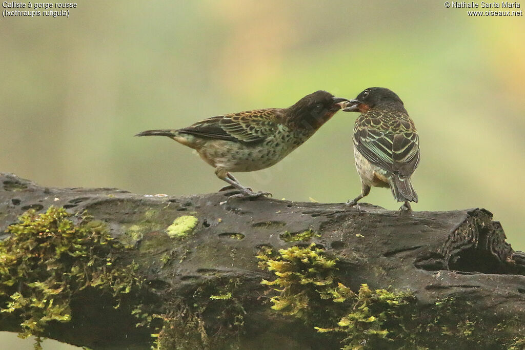 Rufous-throated Tanagerjuvenile, identification, feeding habits