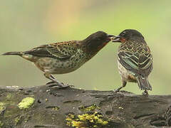 Rufous-throated Tanager