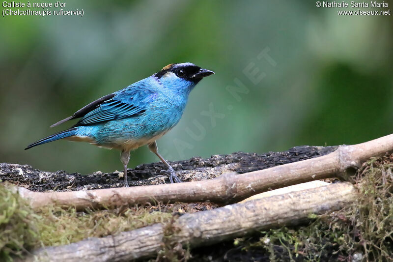 Golden-naped Tanager male adult breeding, identification