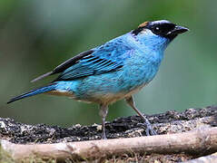 Golden-naped Tanager