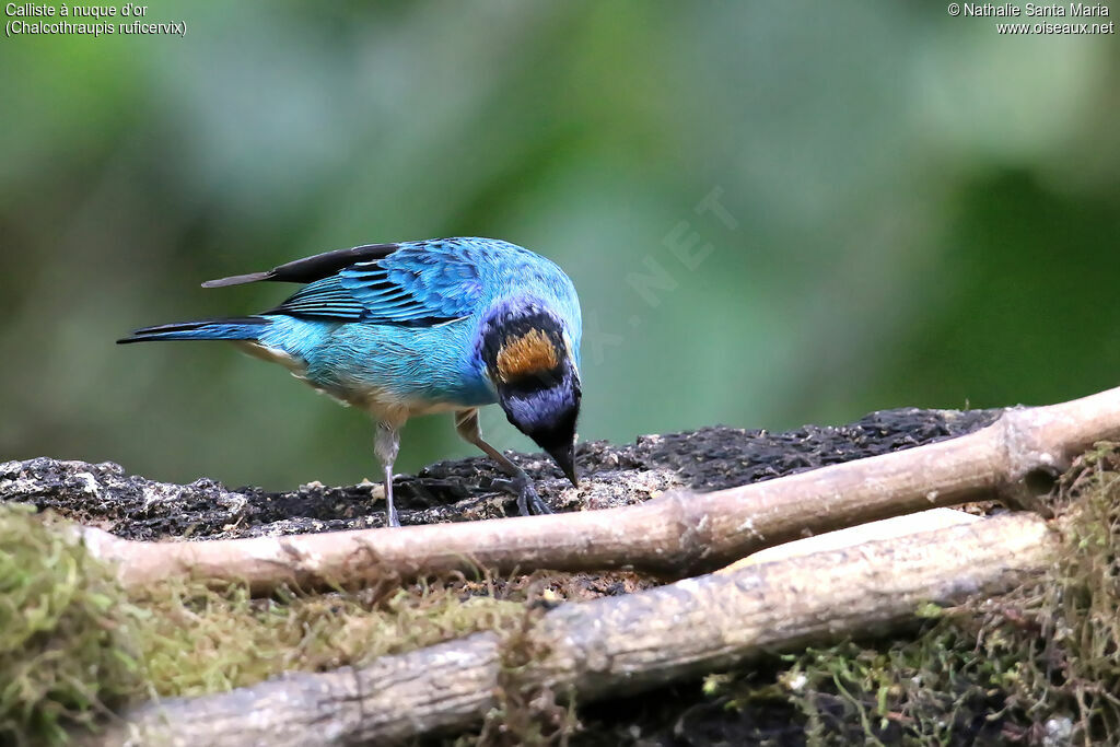 Golden-naped Tanager male adult breeding, identification