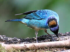 Golden-naped Tanager