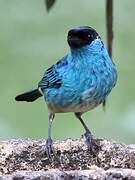 Golden-naped Tanager