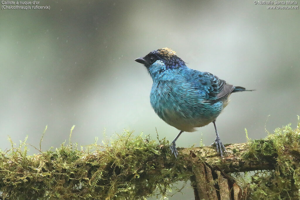 Golden-naped Tanager male adult, identification