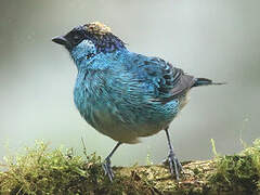 Golden-naped Tanager