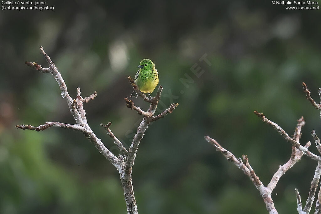 Calliste à ventre jaune
