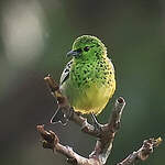 Calliste à ventre jaune