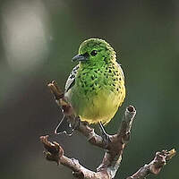 Calliste à ventre jaune