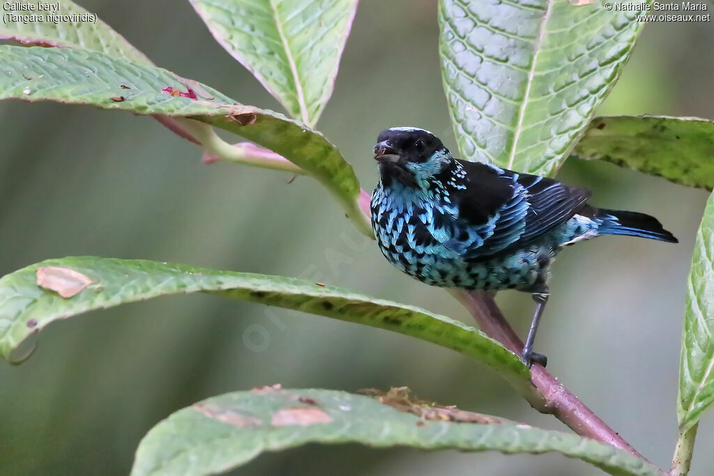 Beryl-spangled Tanageradult, identification, feeding habits