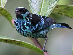 Beryl-spangled Tanager