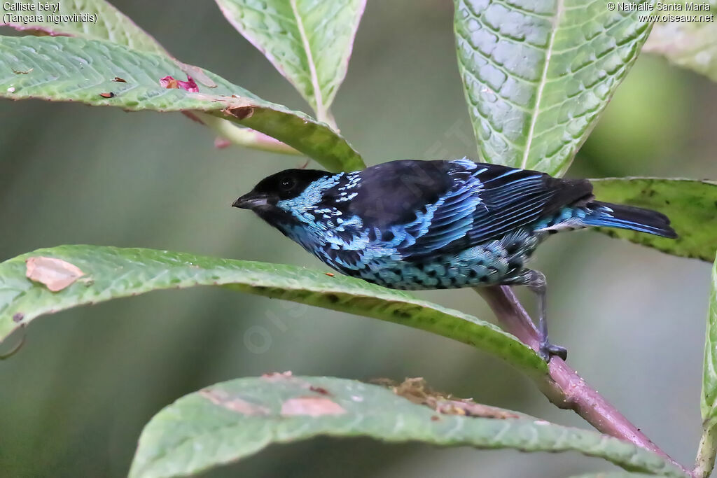 Beryl-spangled Tanageradult, identification