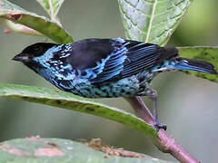 Beryl-spangled Tanager