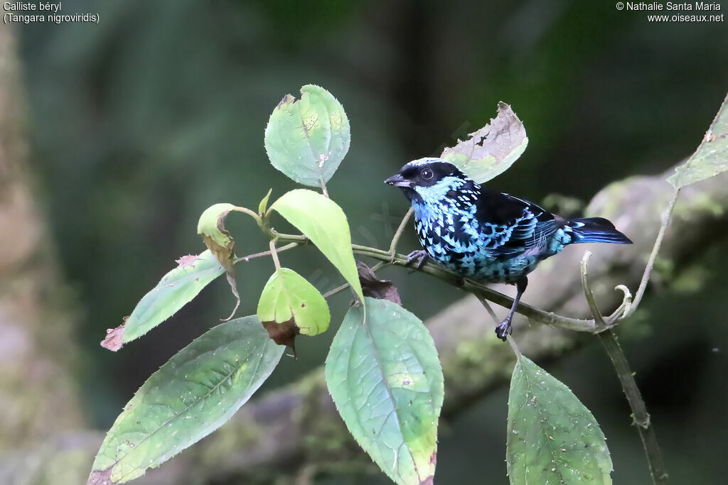 Beryl-spangled Tanageradult, identification