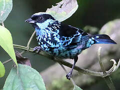 Beryl-spangled Tanager