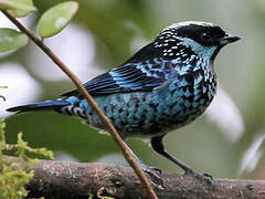 Beryl-spangled Tanager