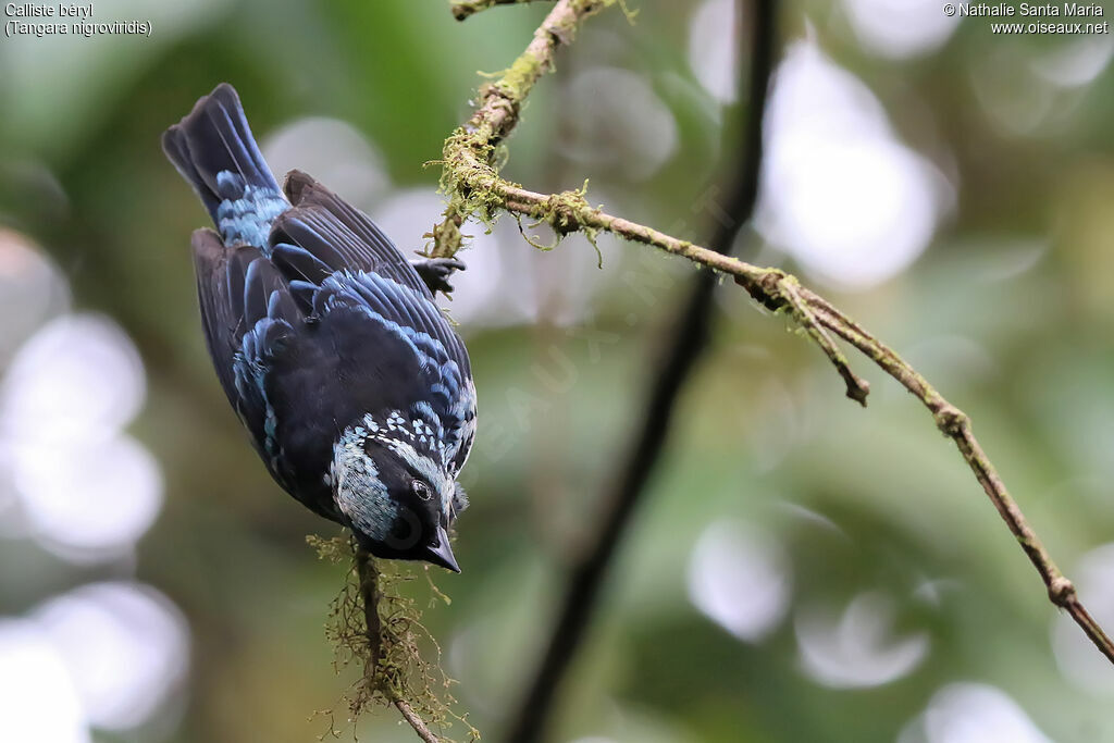 Beryl-spangled Tanager male adult breeding, identification