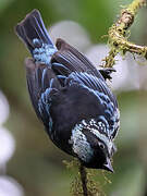 Beryl-spangled Tanager