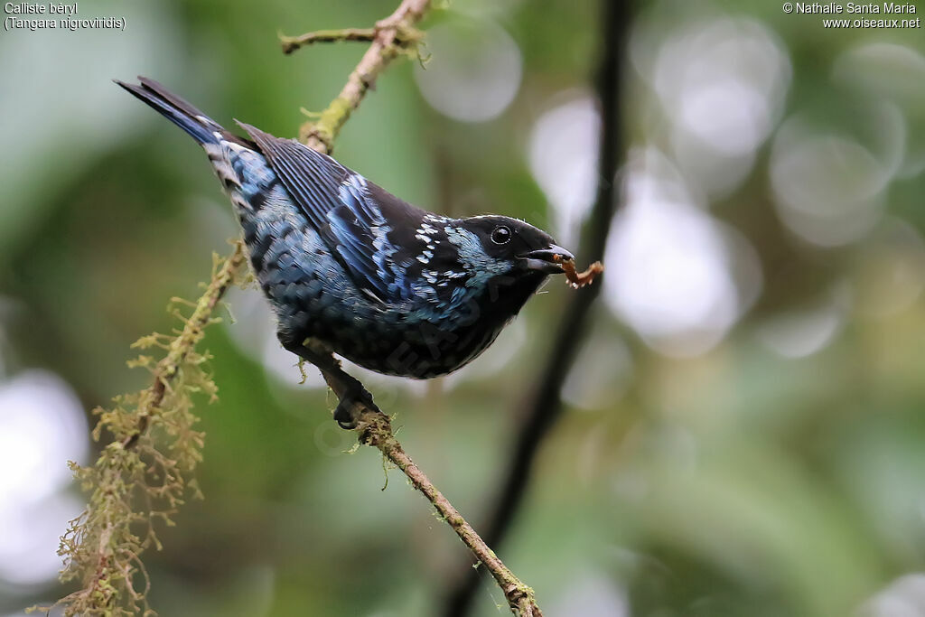 Beryl-spangled Tanager male adult breeding, identification, feeding habits, eats