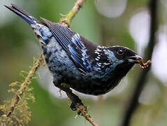 Beryl-spangled Tanager