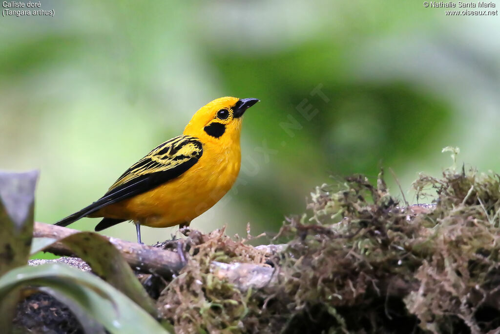 Calliste doréadulte, identification