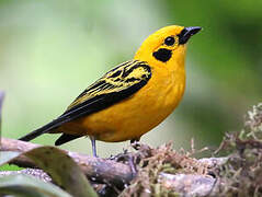 Golden Tanager