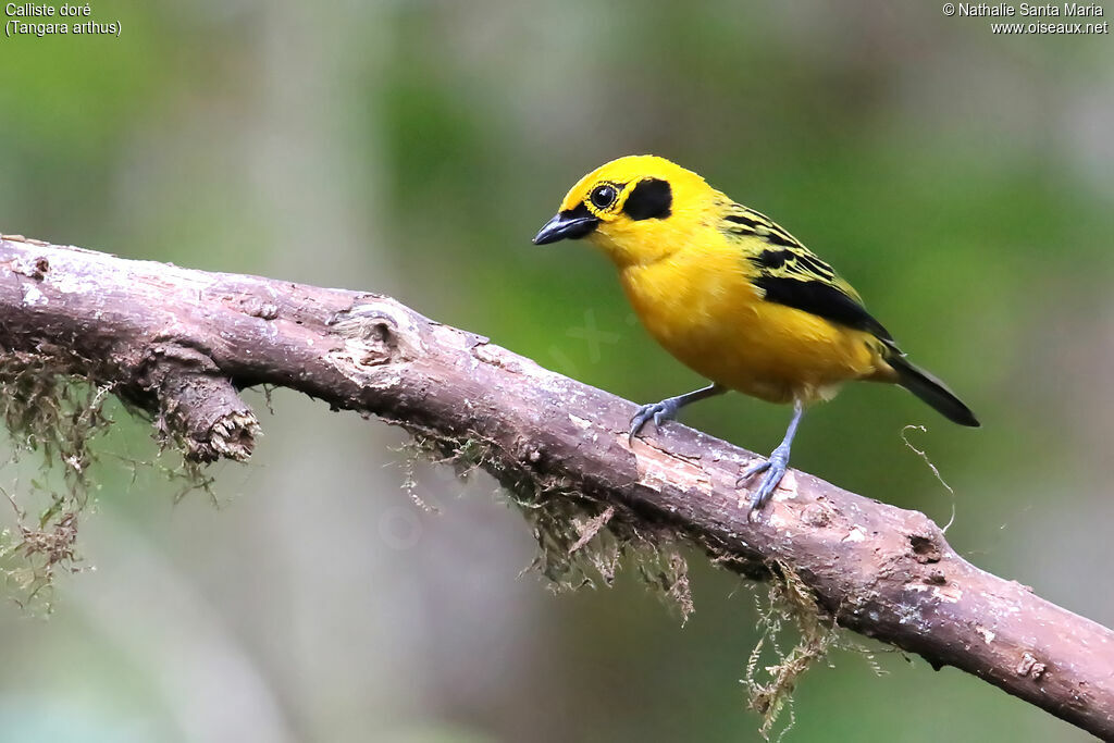 Calliste doréadulte, identification