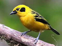 Golden Tanager