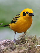 Golden Tanager