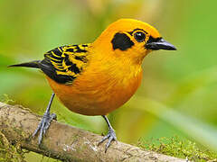 Golden Tanager