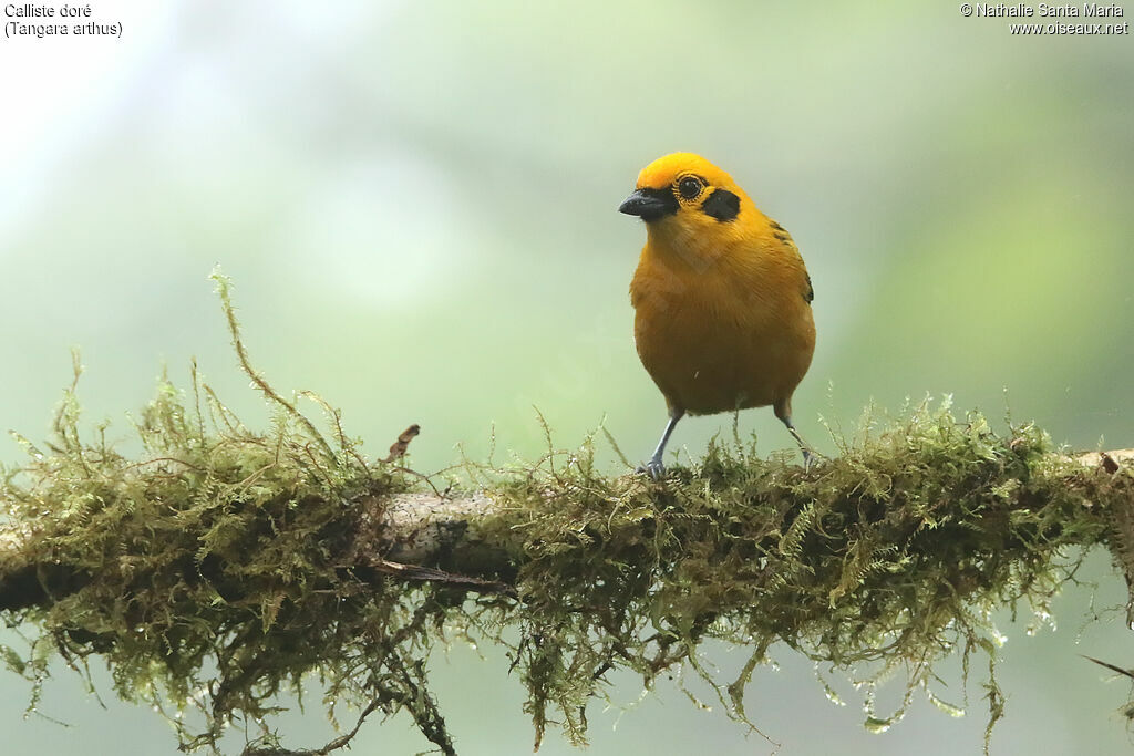 Golden Tanageradult, identification