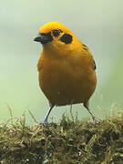 Golden Tanager