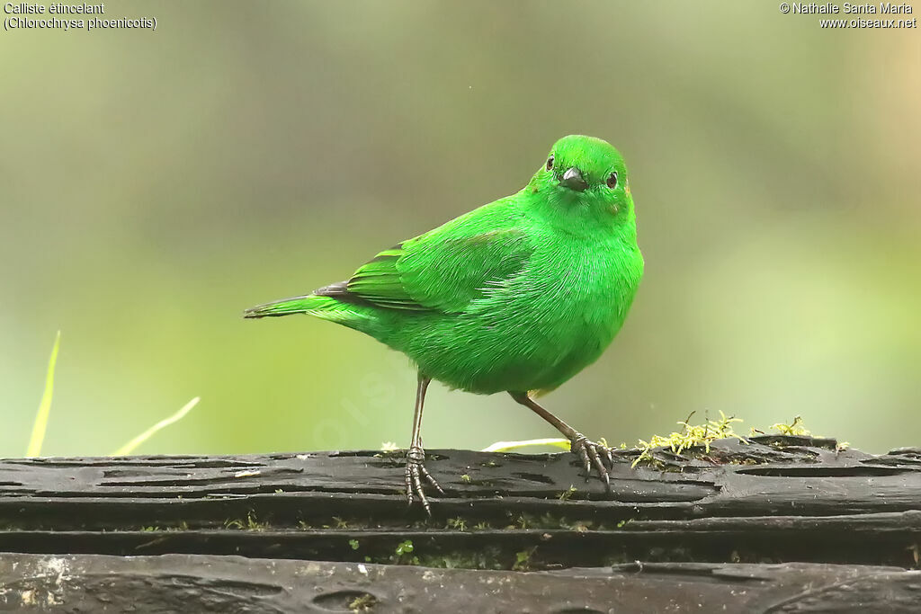 Glistening-green Tanageradult, identification