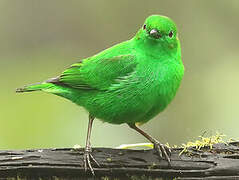 Glistening-green Tanager