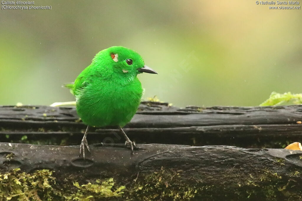 Calliste étincelantadulte, identification