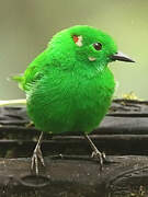 Glistening-green Tanager