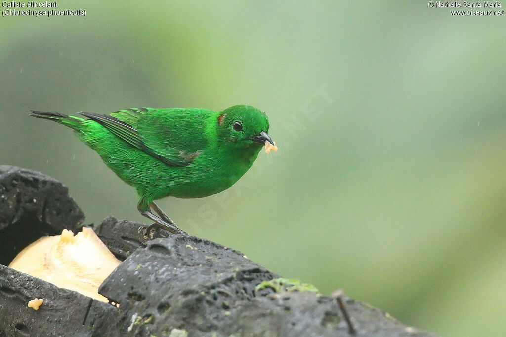 Glistening-green Tanageradult, identification, eats