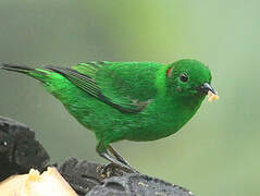 Glistening-green Tanager