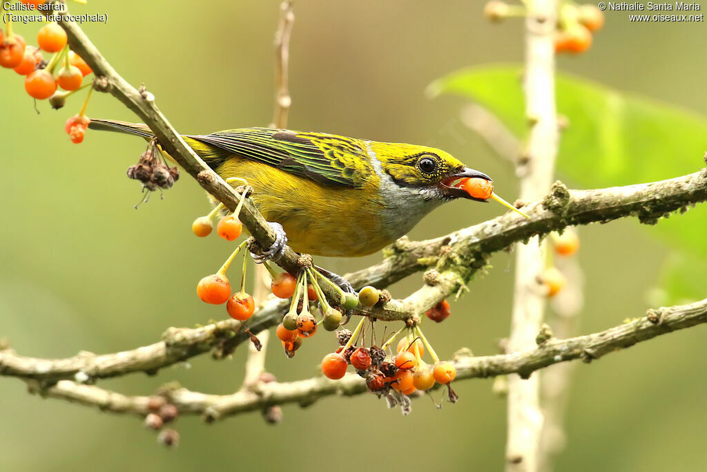 Silver-throated Tanager male adult, identification, feeding habits, eats