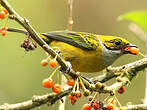 Calliste safran