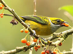 Silver-throated Tanager