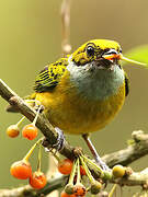 Silver-throated Tanager