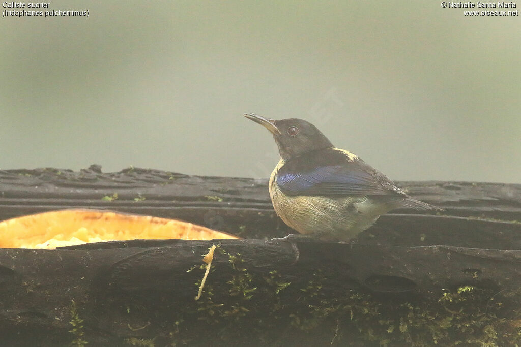 Golden-collared Honeycreeper male adult, identification