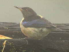 Golden-collared Honeycreeper