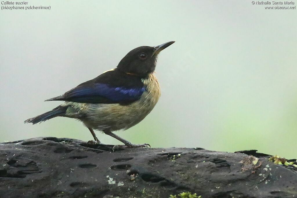 Golden-collared Honeycreeperadult, identification